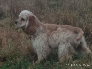 Photo №1. american cocker spaniel - for sale in the city of Minsk | Negotiated | Announcement № 5122
