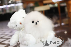 Photo №2 to announcement № 154996 for the sale of pomeranian - buy in United States breeder