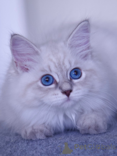 Photo №4. I will sell siberian cat in the city of Norrköping. breeder - price - negotiated