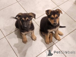 Photo №1. german shepherd - for sale in the city of Denver | 650$ | Announcement № 142267