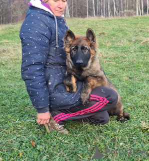 Photo №3. Long Hair German Shepherd working line puppies. Poland