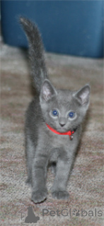 Photo №1. russian blue - for sale in the city of San Marino | negotiated | Announcement № 173578