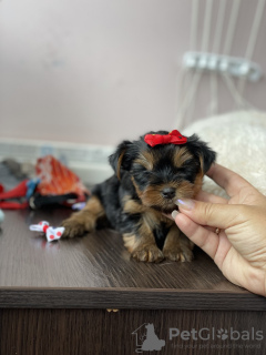 Photo №2 to announcement № 11568 for the sale of yorkshire terrier - buy in Belarus private announcement