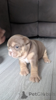 Photo №1. english bulldog - for sale in the city of Alba-Julia | negotiated | Announcement № 165229