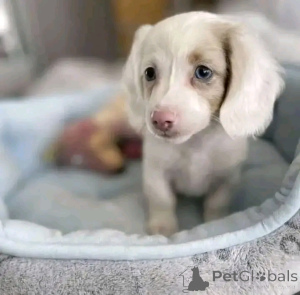 Photo №1. dachshund - for sale in the city of Helsinki | 568$ | Announcement № 164546