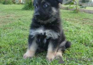 Photo №1. german shepherd - for sale in the city of Сало | Is free | Announcement № 128231