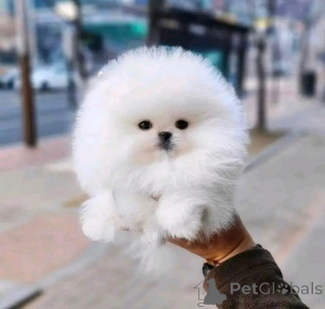 Photo №3. 2 beautiful Pomeranian puppiesBusiness Whatsapp 12295825241. Finland