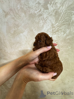 Photo №3. Tikap Teddy Poodle China. Russian Federation