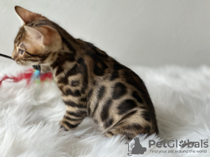 Additional photos: Gorgeous Bengal boys for breeding