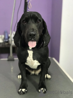 Photo №3. Good responsible owner. Germany