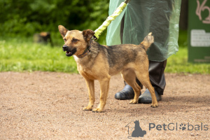 Photo №1. non-pedigree dogs - for sale in the city of St. Petersburg | Is free | Announcement № 70675