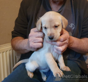 Photo №1. labrador retriever - for sale in the city of Даллас | negotiated | Announcement № 22347