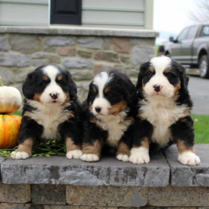 Photo №2 to announcement № 109172 for the sale of bernese mountain dog - buy in Germany private announcement