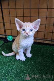 Photo №3. Devon Rex kittens. Germany