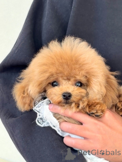 Photo №3. Female poodle. Germany