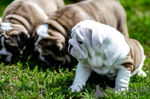 Photo №1. english bulldog - for sale in the city of Vinnitsa | 1183$ | Announcement № 11218
