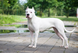 Photo №1. dogo argentino - for sale in the city of Minsk | Negotiated | Announcement № 766