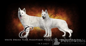 Photo №1. berger blanc suisse - for sale in the city of Черњики | 1585$ | Announcement № 51322