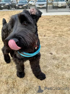 Photo №1. giant schnauzer - for sale in the city of Estancia | negotiated | Announcement № 173104