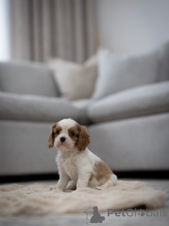 Photo №3. Cavalier Ready for both pickup and shipping. Switzerland