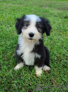 Photo №1. bearded collie - for sale in the city of Tennessee City | Is free | Announcement № 110091