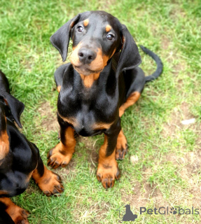 Photo №4. I will sell dobermann in the city of Fruashapel. private announcement - price - 516$