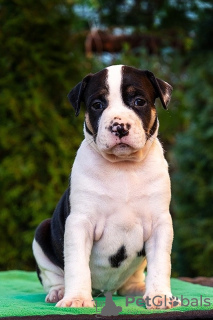 Photo №1. american staffordshire terrier - for sale in the city of Stavropol | 1041$ | Announcement № 72136