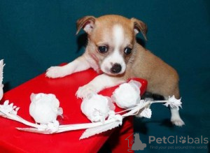 Photo №1. chihuahua - for sale in the city of Affinghausen | 264$ | Announcement № 119048