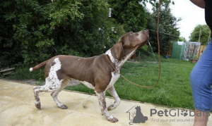 Photo №2 to announcement № 22438 for the sale of bracco italiano - buy in Germany 