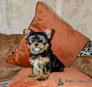 Photo №1. yorkshire terrier - for sale in the city of Helsinki | 350$ | Announcement № 127514