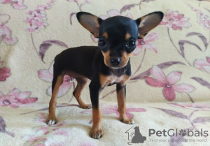 Photo №3. Russian Toy Terrier girl. Uzbekistan