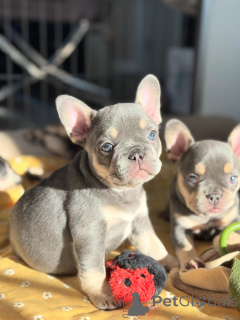 Photo №4. I will sell french bulldog in the city of Munich. private announcement, breeder - price - negotiated