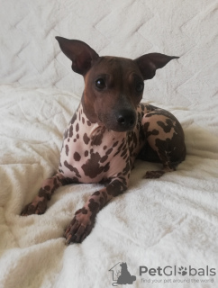 Photo №2 to announcement № 18620 for the sale of american hairless terrier - buy in Latvia breeder