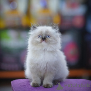 Photo №1. persian cat - for sale in the city of Big Bend | negotiated | Announcement № 165626