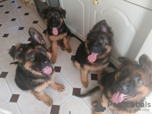 Photo №2 to announcement № 132171 for the sale of  - buy in Switzerland 