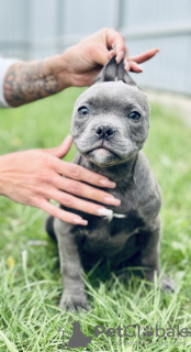 Additional photos: American Bully Pocket