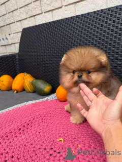 Photo №3. Healthy, Happy Pomeranians Raised with Love!. Germany