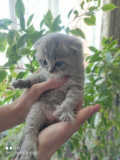 Photo №2 to announcement № 10639 for the sale of scottish fold - buy in Russian Federation private announcement