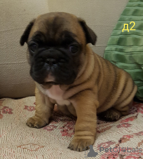 Photo №1. french bulldog - for sale in the city of Grodno | 377$ | Announcement № 41670