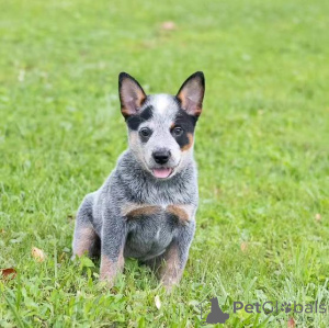 Photo №2 to announcement № 138645 for the sale of australian cattle dog - buy in United States 