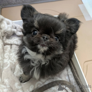 Photo №1. chihuahua - for sale in the city of Helsinki | 516$ | Announcement № 163640