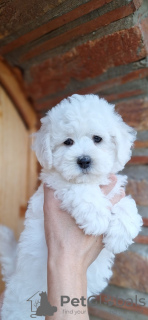 Photo №1. bichon frise - for sale in the city of Kikinda | Is free | Announcement № 107276