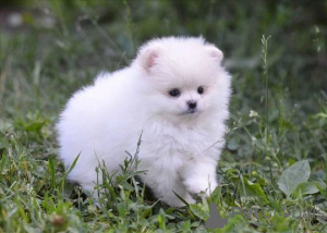 Photo №3. Absolutely puppies Pomeranian spitz. Germany