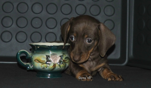 Photo №2 to announcement № 3220 for the sale of dachshund - buy in Russian Federation breeder