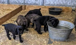 Photo №1. cane corso - for sale in the city of Дрезден | 424$ | Announcement № 130461