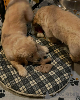 Photo №3. Golden Retriever-Welpen. Austria