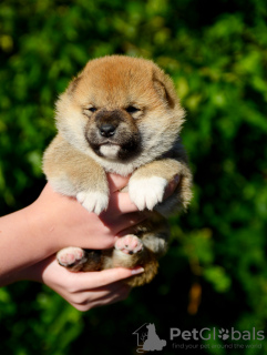 Photo №2 to announcement № 70303 for the sale of shiba inu - buy in Belarus from nursery