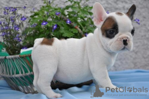 Photo №1. non-pedigree dogs - for sale in the city of Riga | negotiated | Announcement № 106039