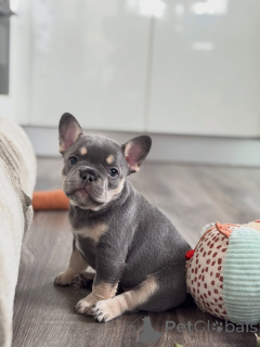 Photo №1. french bulldog - for sale in the city of Munich | negotiated | Announcement № 165634