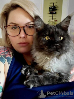 Photo №3. Maine-Coon-Kätzchen/Katzen zu verkaufen. Germany